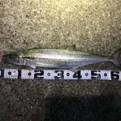 ポーアイ沖爆釣